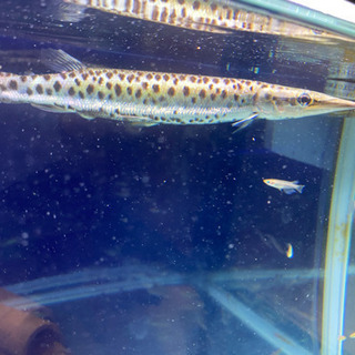 熱帯魚の画像
