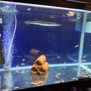 熱帯魚の画像
