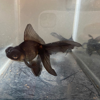 熱帯魚の画像