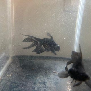 熱帯魚の画像
