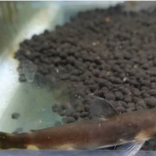 熱帯魚の画像