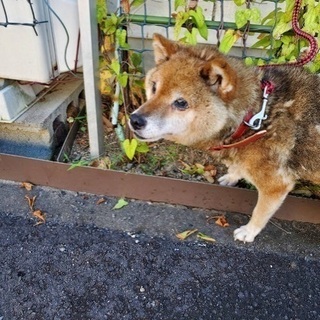 里親決定！有難うございました！　🆘保健所収容🐶高齢の柴ちゃん🐶余...