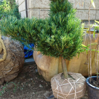 マキ 鳥 ペリカン タペストリー