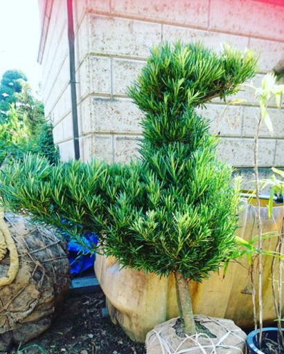 マキ　鳥　ペリカン　タペストリー