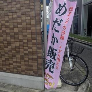元住吉　木月めだか無人販売(土日販売)　改良メダカ、ゾウリ…