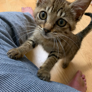 ★子猫ゆずります★キジトラ2カ月･女の子★里親募集！