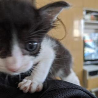 耳が可愛い、2ヶ月の猫