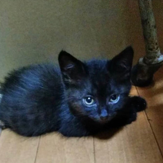 元気な黒猫男の子
