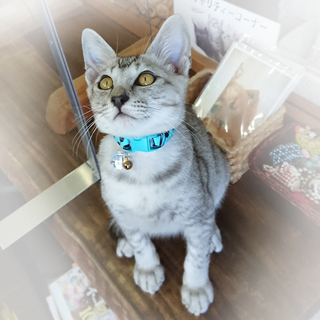 シルバーグレーのかまってちゃん「シュン」