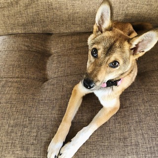 センター収容犬