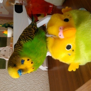セキセイインコを探しています。