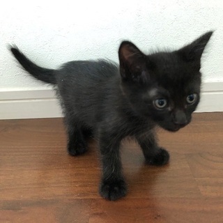元気な黒猫くん