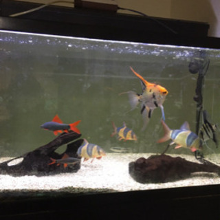 クラウンローチ、エンゼルフィッシュ