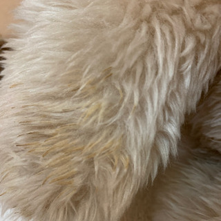 クマのぬいぐるみの画像