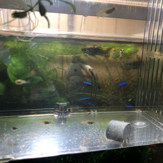 淡水魚