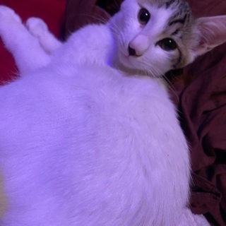 生後3ヶ月目の子猫ちゃん！緊急！ - 里親募集