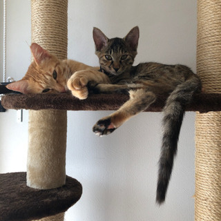 猫たちと遊んでください❣️ - 東村山市