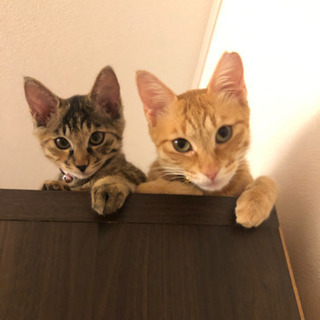 猫たちと遊んでください❣️ - 友達
