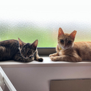 猫たちと遊んでください❣️