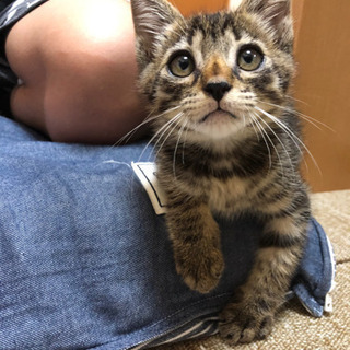 トライアルにいきましたが先住猫に受け入れてもらえず帰ってきました。