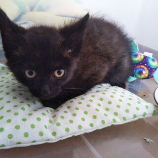 子猫　生後３ヶ月くらい