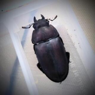 R2-10 天然のノコギリクワガタのメスをお譲りいたします。