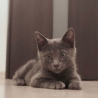 グレーの子猫(譲渡決定！)