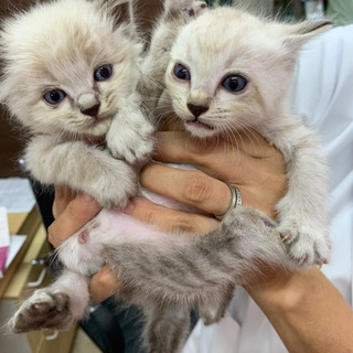 野良猫さんの仔猫トライアル中！