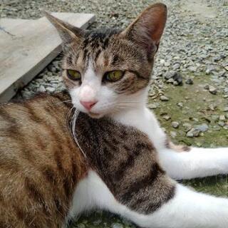 猫の里親を探しています