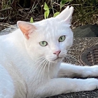 里親募集です