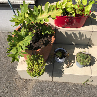 植物もらって下さい