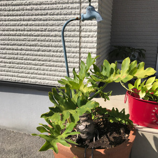 植物もらって下さいの画像