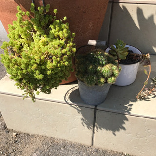植物もらって下さいの画像