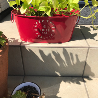 植物もらって下さいの画像