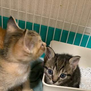 【一旦受付中止】トラトラ兄妹1ヶ月子猫 - 福岡市
