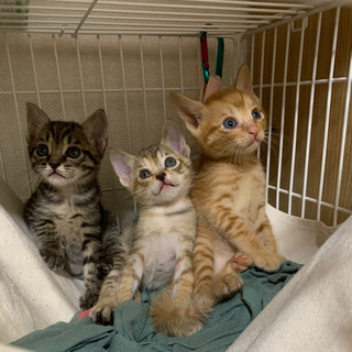 【一旦受付中止】トラトラ兄妹1ヶ月子猫の画像