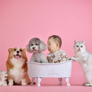 ネコろんでもできる韓国語の画像
