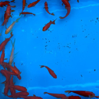 金魚 和金 小姉 6〜8cmサイズ 8/21 20尾の画像