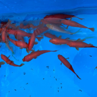 金魚 和金 小姉 6〜8cmサイズ 8/21 20尾の画像