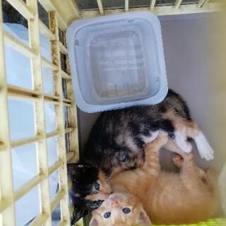 里親さん募集中です🐈