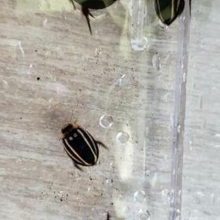 【値下げ】ゲンゴロウ 3種類  水生昆虫