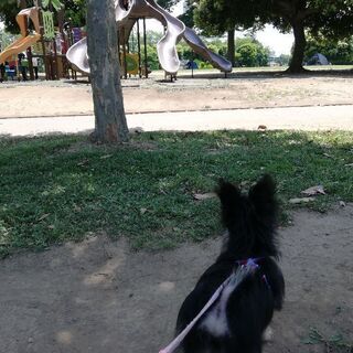 犬友募集✮