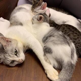 人馴れ抜群の美人ママ猫と子供たち