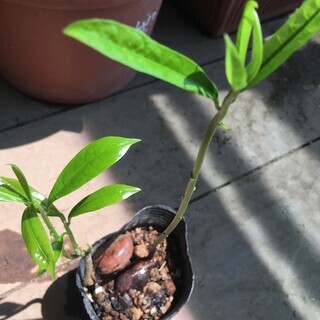 熱帯果樹（カニステル）実生苗　その5