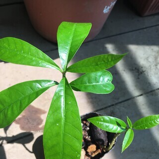 熱帯果樹（カニステル）実生苗　その6