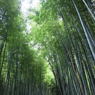 総合芸術サークル「プリマ」スポーツ会 - スポーツ