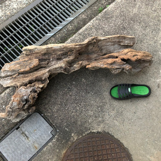 流木　(川)