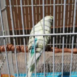 セキセイインコ　1羽　ゲージ付き