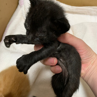 生後2週間の子猫