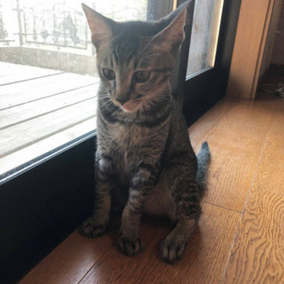 生後4か月のとっても仲良しキジトラと黒猫兄妹の里親様募集です！